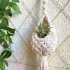 Mini Macrame Air Plant Hanger