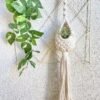 Mini Macrame Air Plant Hanger