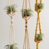Handcrafted Air Plant Hanger