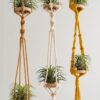 Handcrafted Air Plant Hanger