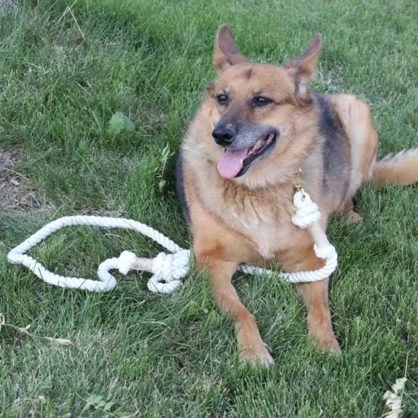 Cream Cotton Rope Dog Leash