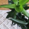 Boho Macramé Table Runner